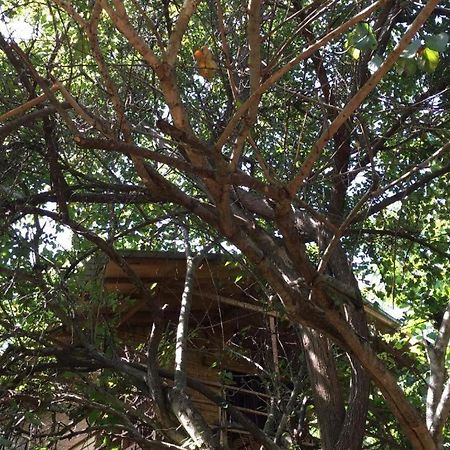 The Inn On The Tree Sigiriya Exterior foto